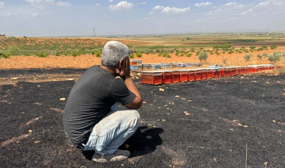 Şanlıurfa’nın Suruç ilçesinde, arı