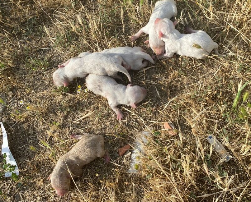 Manisa’nın Alaşehir ilçesinde çöp