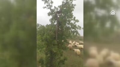 Elazığ’da ağaçta 2,5 metrelik yılan besici tarafından görüntülendi (VİDEOLU HABER)