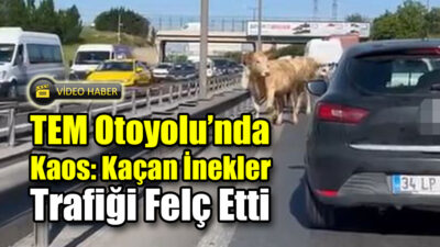 TEM Otoyolu’nda Kaos: Kaçan İnekler Trafiği Felç Etti