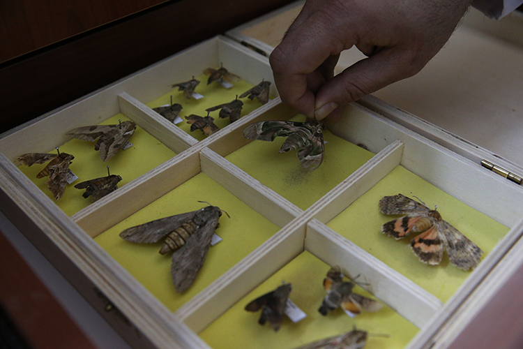 Tokat’ta Üniversitenin İlginç Böcek Müzesi