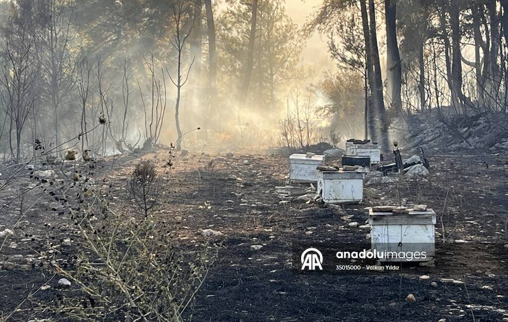 Muğla'nın Milas ilçesinde bugün