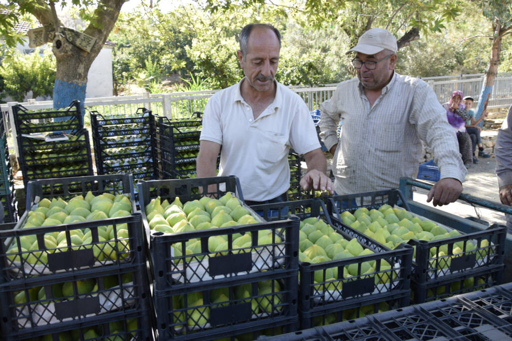 Turgutlu’da Hasat Başladı: Yılda 7 Kez Meyve Veriyor