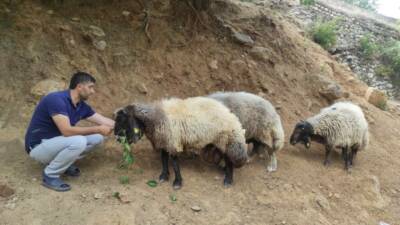 Arefe gecesi firar eden 3 koç, 20 kilometre uzaklıkta bulundu