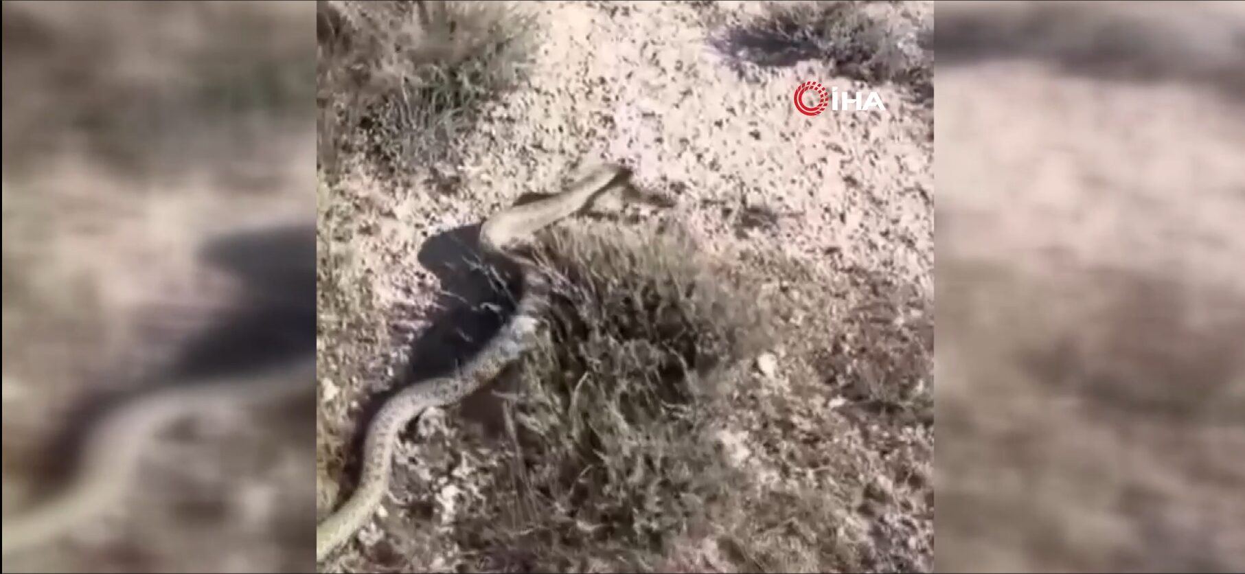 Siverek’te nesli tükenen en zehirli yılanlardan olan engerek yılanı görüntülendi
