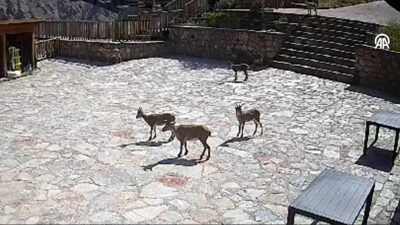 Seyir terasına çıkan yaban keçileri, güvenlik kamerasına yansıdı