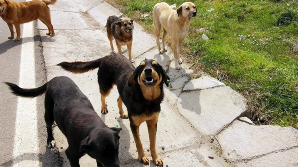 Cezası 10 Kat Artırılıyor! Başıboş Köpeklerle İlgili Dikkat Çeken Detay