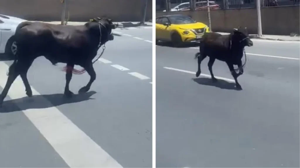 Bir Bayram Klasiği! Kaçan Kurbanlık Dana, İlçe Değiştirdi