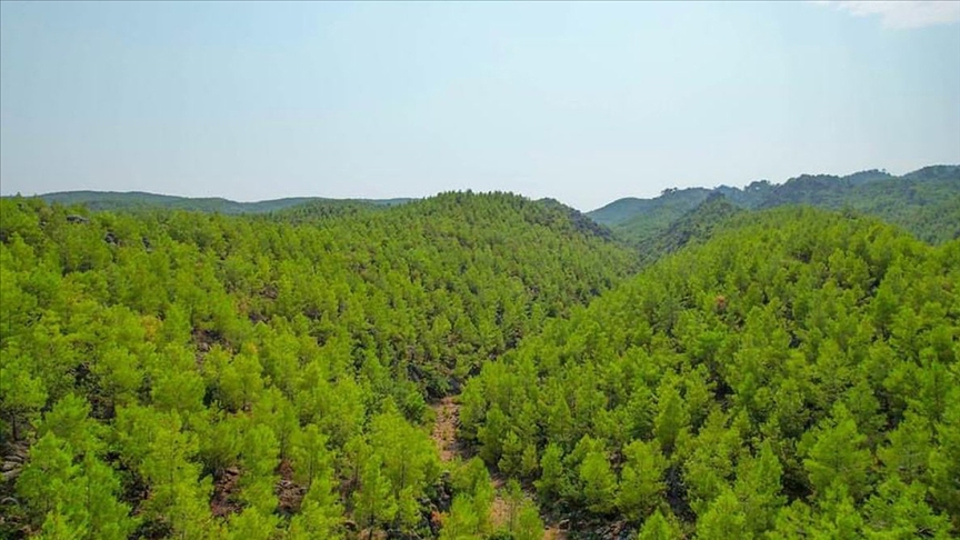 Türkiye Genelinde 43 İlde Ormanlara Giriş Yasaklandı