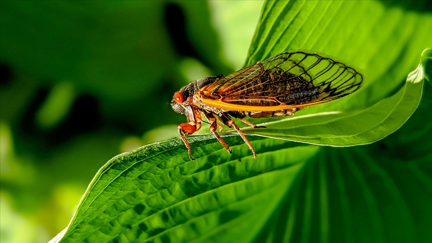 ABD, 221 Yılda Bir Gerçekleşen “Periyodik Ağustos Böceği” İstilasıyla Karşı Karşıya