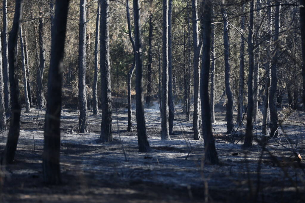 Bursa’daki Ormanlık Alandaki Zarar Ortaya Çıktı