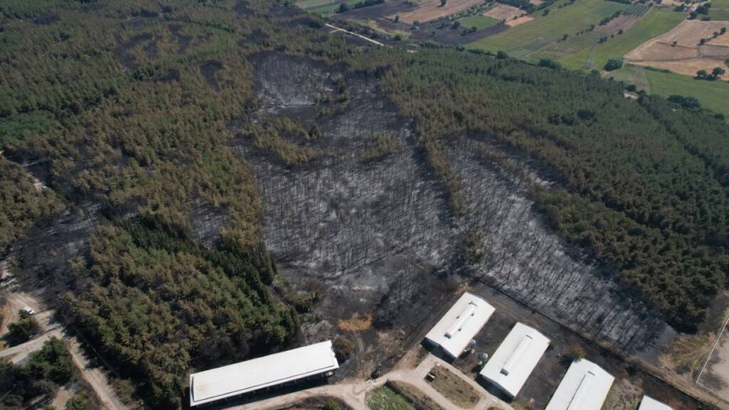 Uludağ Üniversitesi’ndeki Yangının Hasarı Ortaya Çıktı: 897 Dekar Orman ve Biçilmiş Alan Kül Oldu