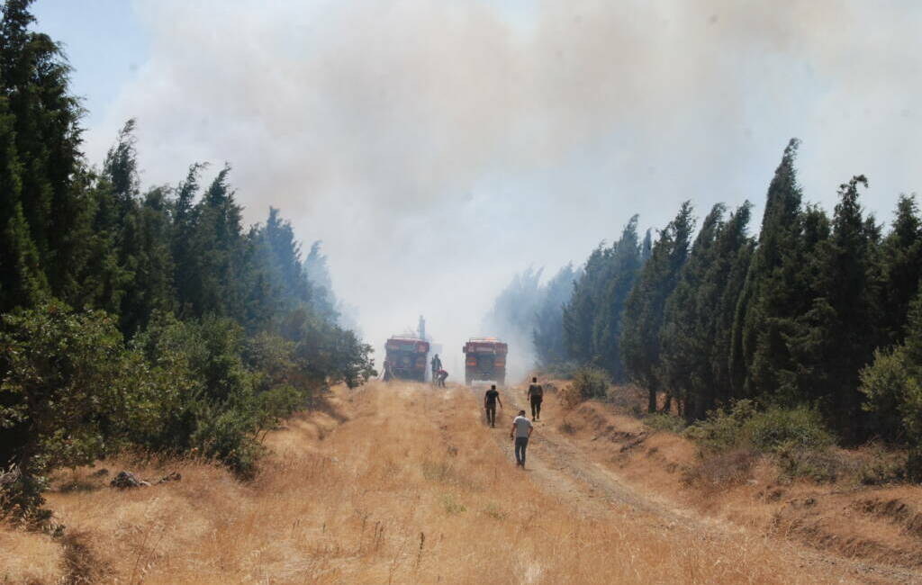 Çanakkale'nin Bayramiç ilçesinde ormanlık