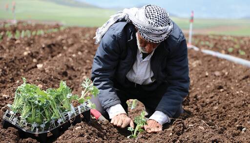 Kastamonu'nun Taşköprü ilçesinde, Tarım