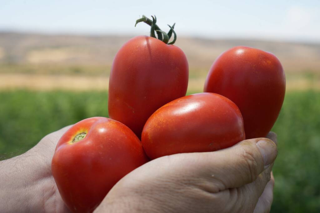 Kilis’te domates hasadı başladı