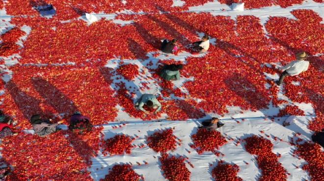 Türkiye’den kuru domates ihracatı verileri açıklandı