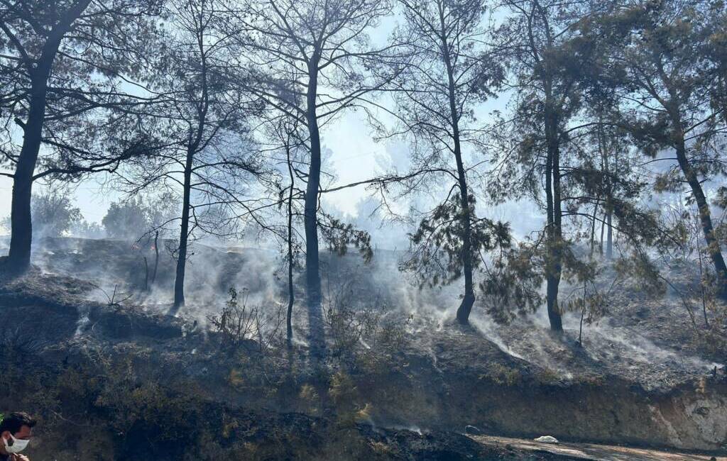 Hatay'ın Arsuz ilçesinde çıkan