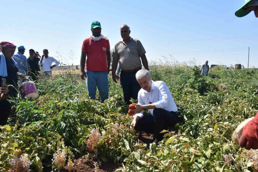 Tarladan pazara değişmeyen domates fiyatları