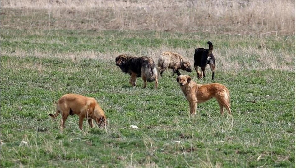 Türkiye Büyük Millet Meclisi