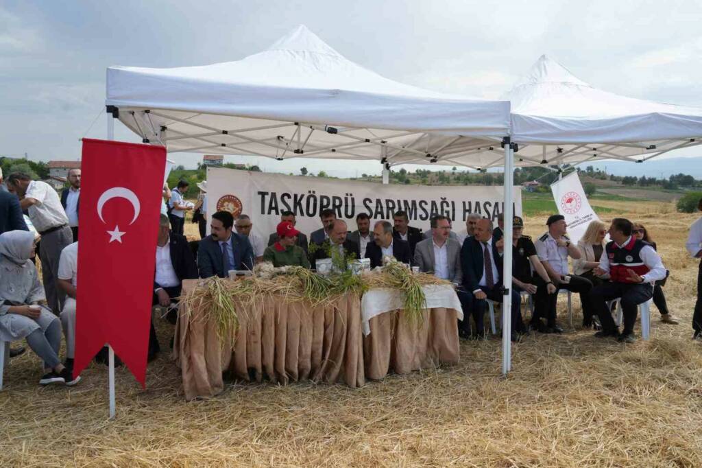 Taşköprü Sarımsağı Hasadı Başladı: Satış Fiyatı Değişiyor