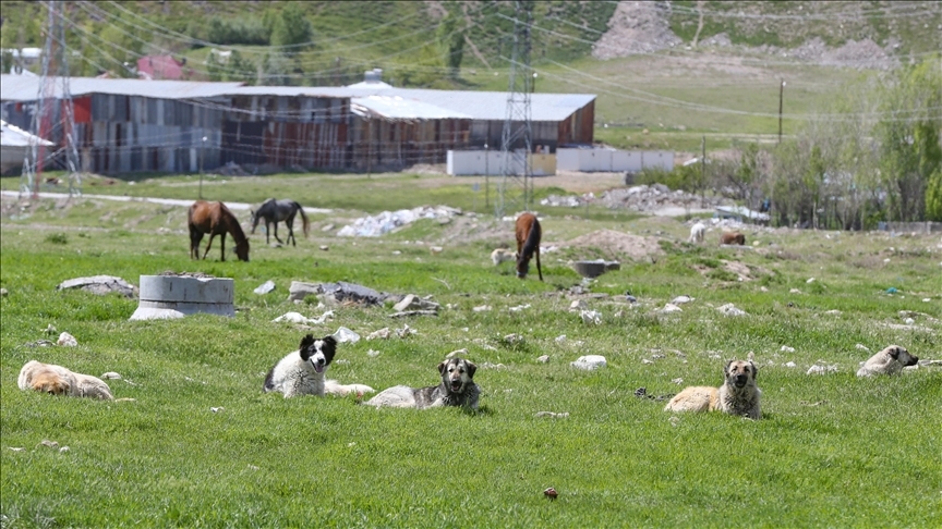 Başıboş Köpek Sorunu: Bir Toplumsal Mesele