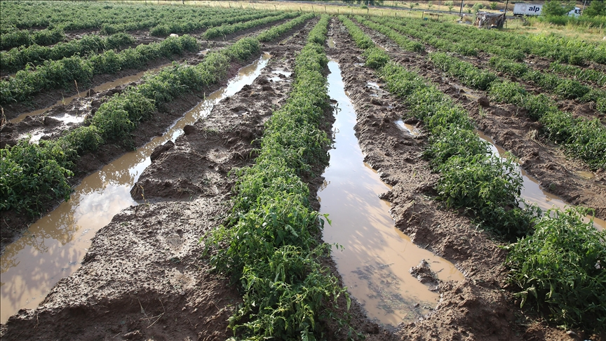 Bingöl’de dolu sebze ve meyve ekili arazide zarara yol açtı