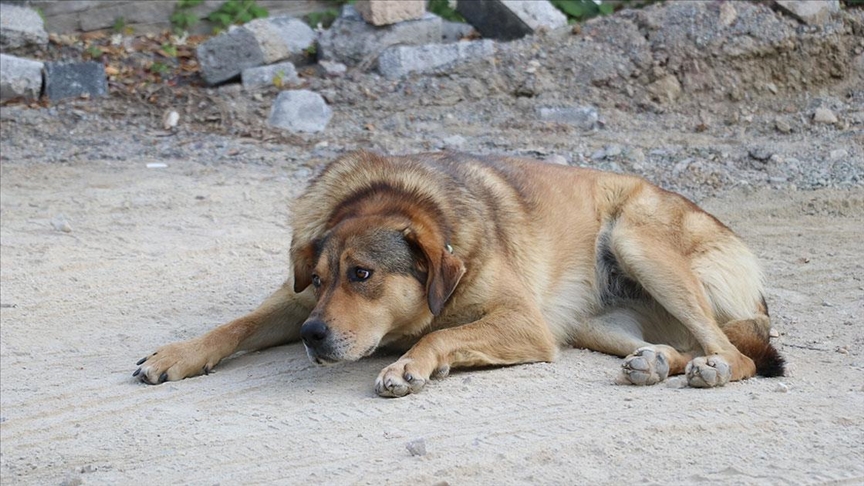 Bingöl’de Başıboş Köpek Saldırısı! 8 Yaşındaki Çocuk Yaralandı