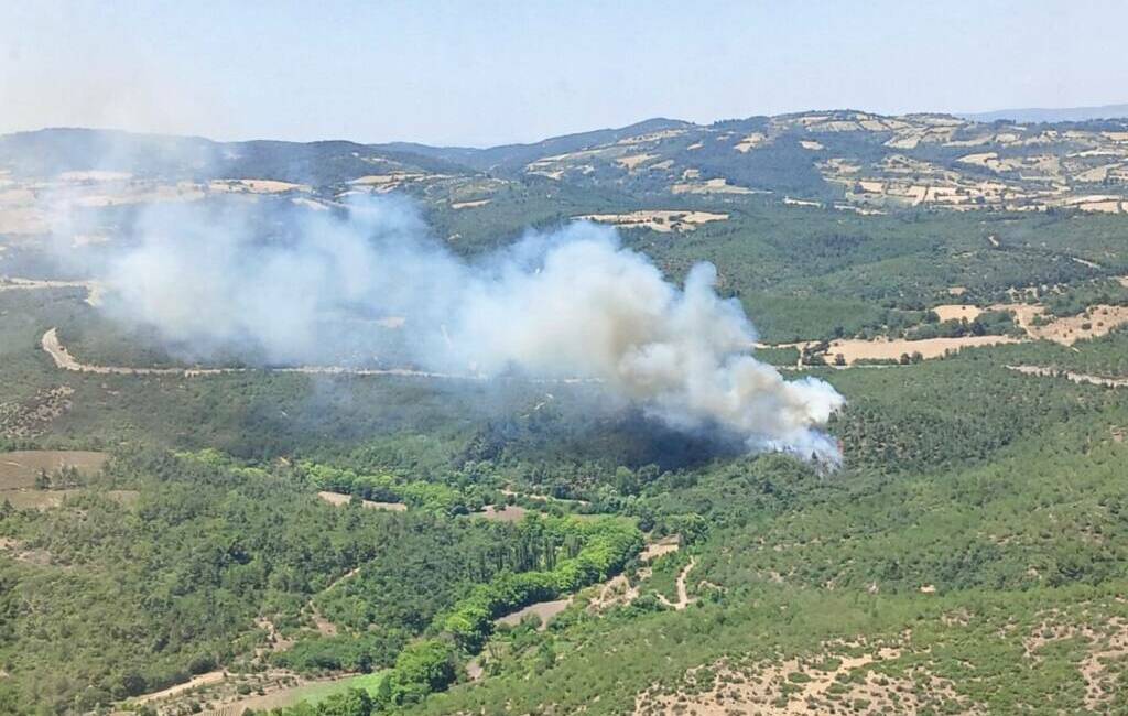 Balıkesir'in Altıeylül ilçesinde ormanlık