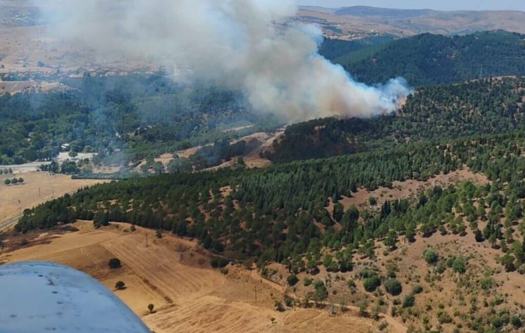 Balıkesir'in Altıeylül ilçesinde ormanlık