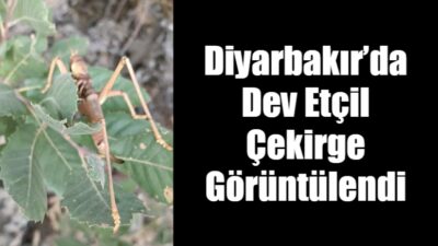 Diyarbakır’da Dev Etçil Çekirge Görüntülendi