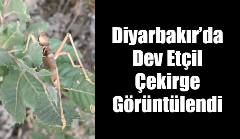 Diyarbakır’da Dev Etçil Çekirge Görüntülendi