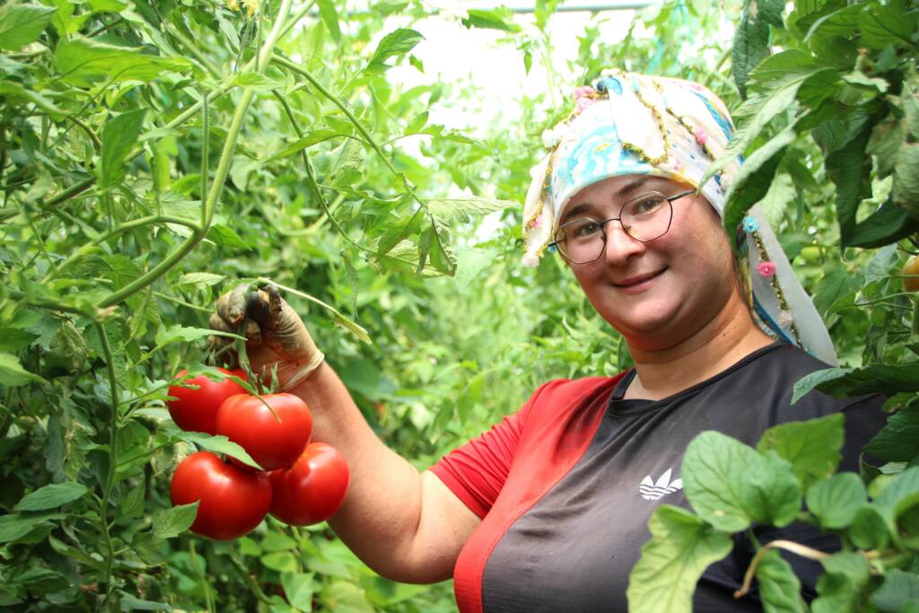 Domates üreticileri fiyatlara isyan etti: “Burada ucuz, pazarda pahalı”