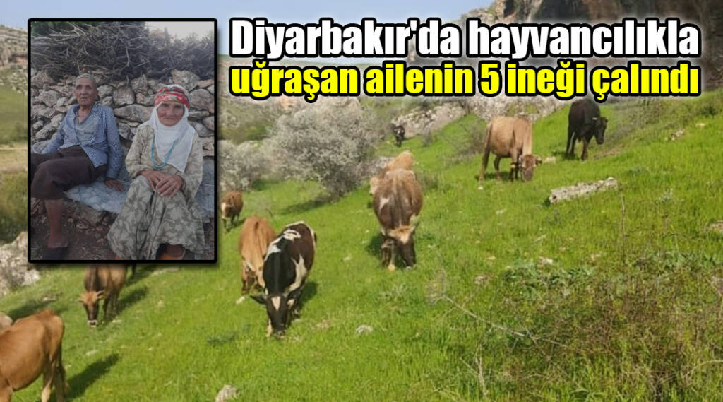 Diyarbakır’da hayvancılıkla uğraşan ailenin 5 ineği çalındı