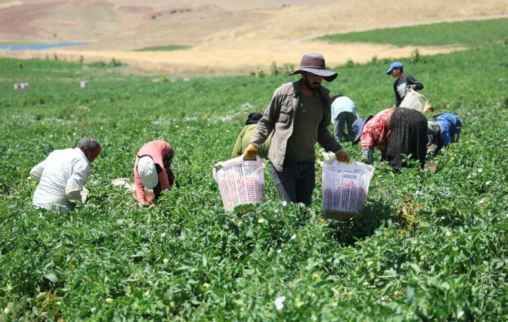  Elazığ'da hasadın devam ettiği