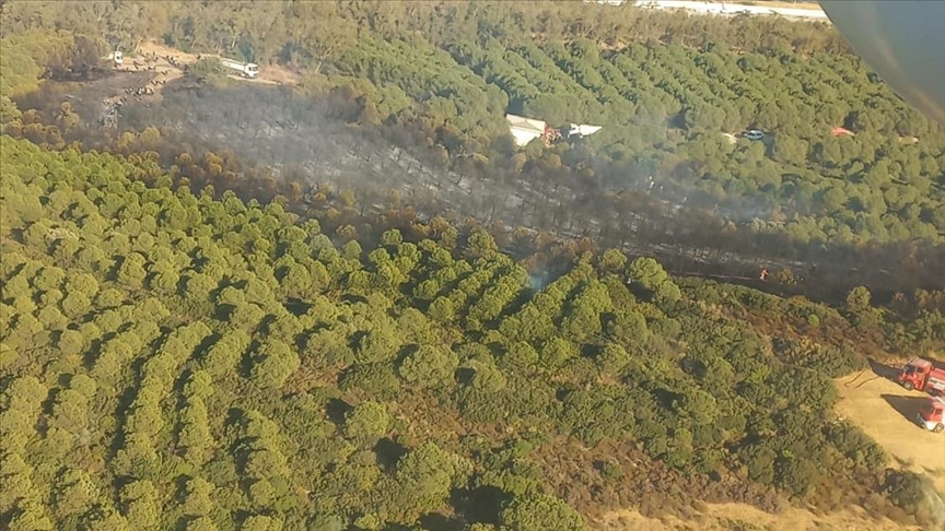 İzmir'in Aliağa ilçesinde ormanlık