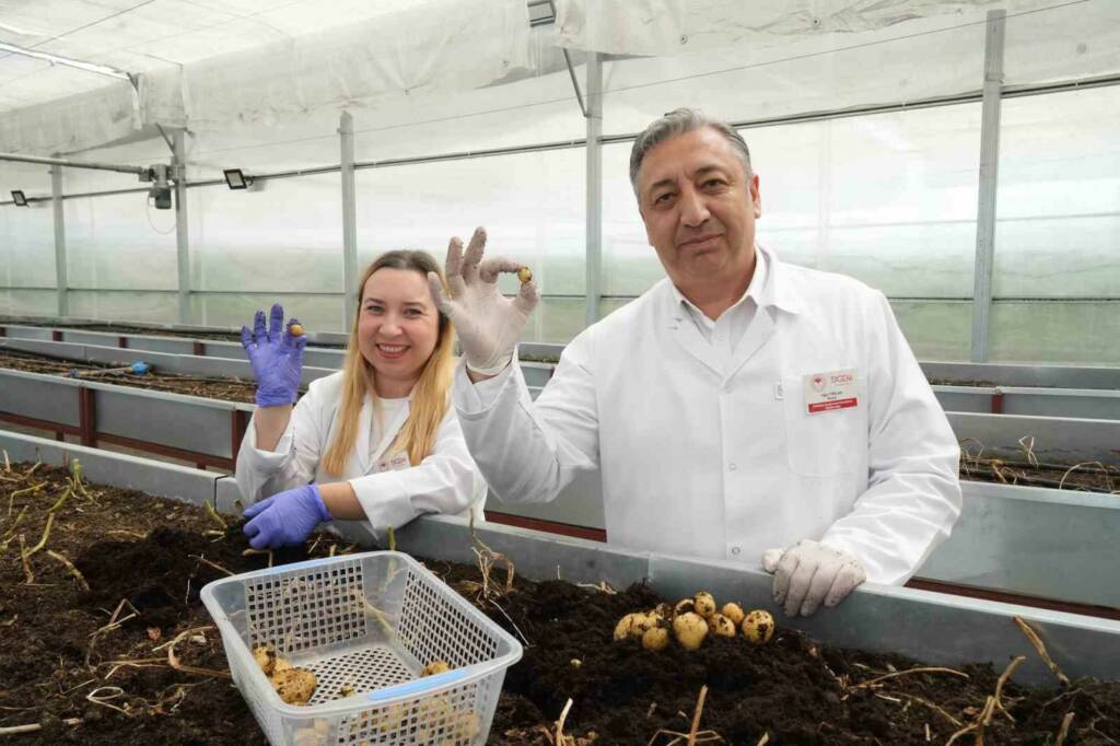 Yerli patates çeşitleri sofralarda