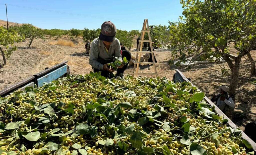 Yeşil altında hasat: Yüksek rekolte, düşük fiyat